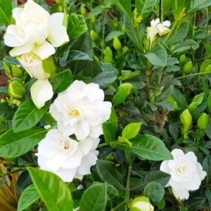 2 Jasmine Plants Live, Cape Jasmine Starter Live Plants, 7 to 10 Inc Tall, Blooming Jasmine Plants Live, Gardenia Plants, Frost Proof Plant