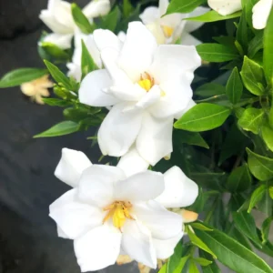 3 Jasmine Plants Live, Cape Jasmine Starter Live Plants, 7 to 10 Inc Tall, Blooming Jasmine Plants Live, Gardenia Plants, Frost Proof Plant