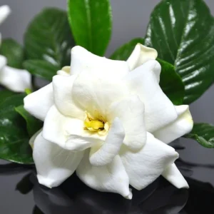 3 Jasmine Plants Live, Cape Jasmine Starter Live Plants, 7 to 10 Inc Tall, Blooming Jasmine Plants Live, Gardenia Plants, Frost Proof Plant