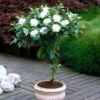 3 Cape Jasmine Starter Live Plants, 7 to 10 Inc Tall, Gardenia Plant, Frost Proof Jasmine Plants, Blooming Jasmine Plants Live, Jasmine Live Plant