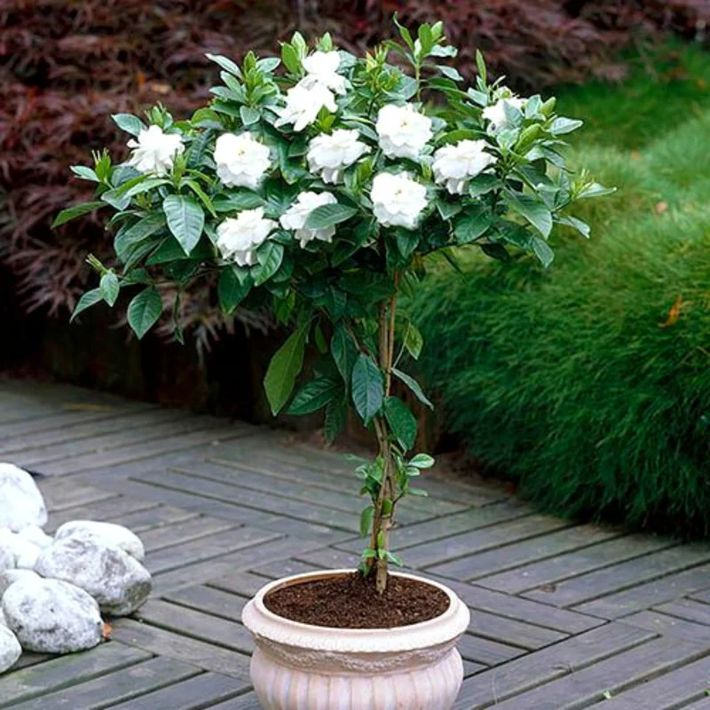 3 Cape Jasmine Starter Live Plants, 7 to 10 Inc Tall, Gardenia Plant, Frost Proof Jasmine Plants, Blooming Jasmine Plants Live, Jasmine Live Plant