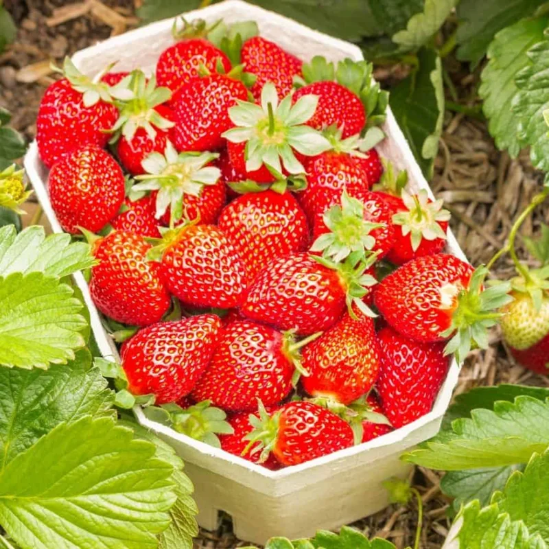 Fort Laramie Everbearing Strawberry 10 Bare Root Plants - Hardiest Everbearer Strawberry Bareroots for Planting