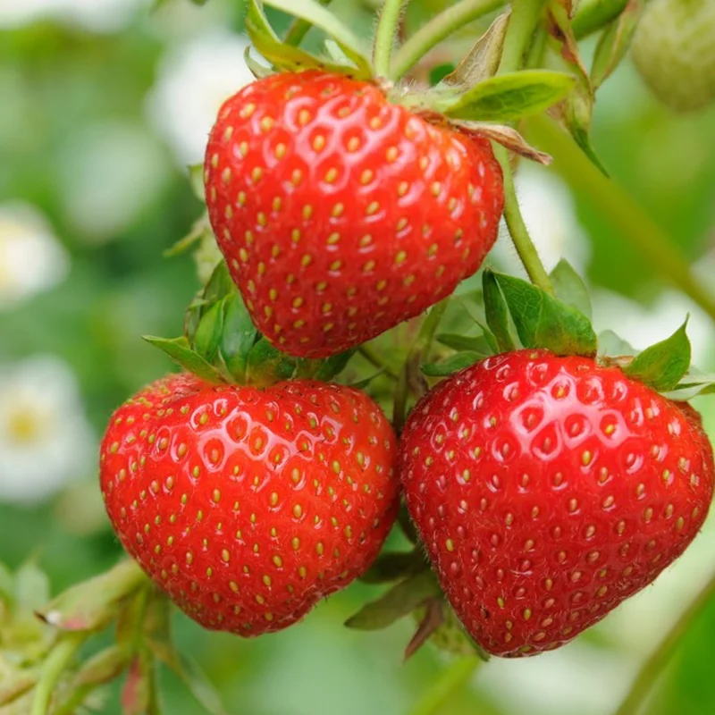 Fort Laramie Everbearing Strawberry 10 Bare Root Plants - Hardiest Everbearer Strawberry Bareroots for Planting