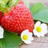 Fort Laramie Everbearing Strawberry 10 Bare Root Plants - Hardiest Everbearer Strawberry Bareroots for Planting