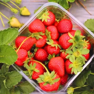 Fort Laramie Everbearing Strawberry 50 Bare Root Plants - Hardiest Everbearer Strawberry Bareroots for Planting