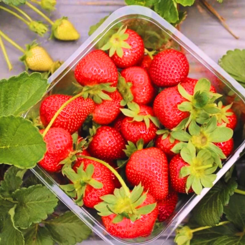 Fort Laramie Everbearing Strawberry 50 Bare Root Plants - Hardiest Everbearer Strawberry Bareroots for Planting