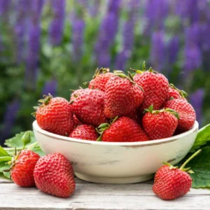 Eversweet Everbearing Strawberry 10 Bare Root Plants - Super Sweet Strawberry Bareroots for Planting
