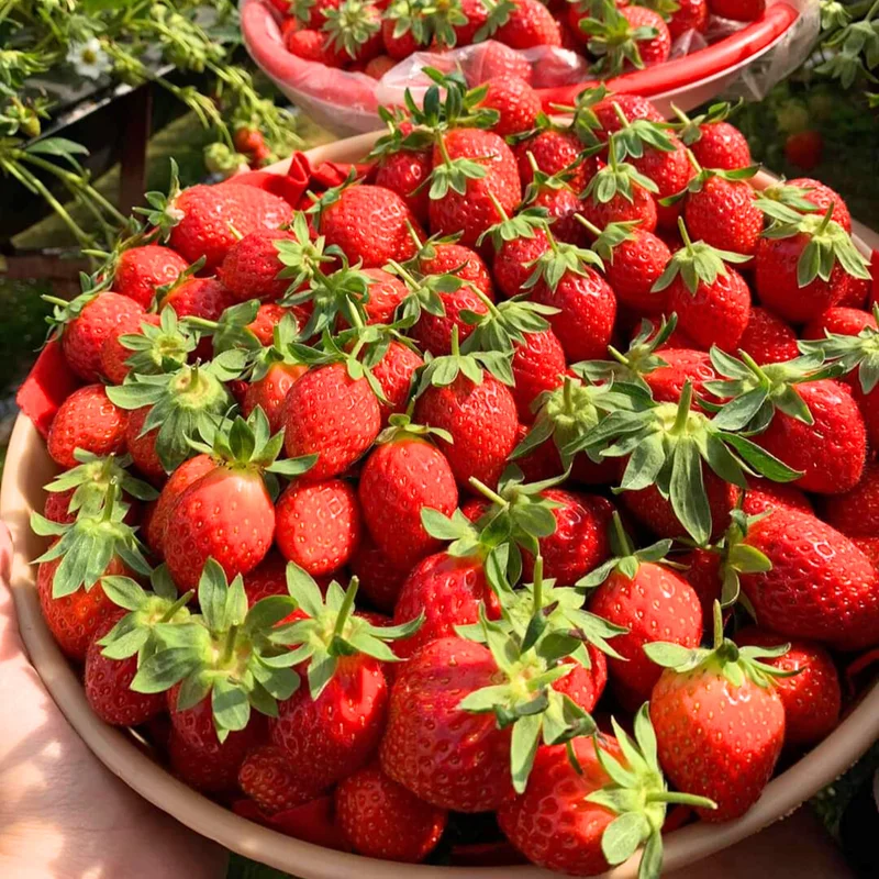 Fort Laramie Everbearing Strawberry 50 Bare Root Plants - Hardiest Everbearer Strawberry Bareroots for Planting