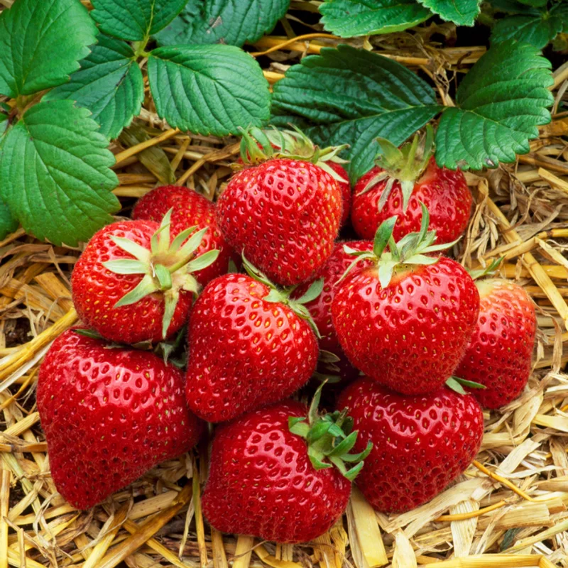 Honeoye Strawberry 10 Bare Root Plants - Extremely Hardy June-Bearing Strawberry Bareroots for Planting