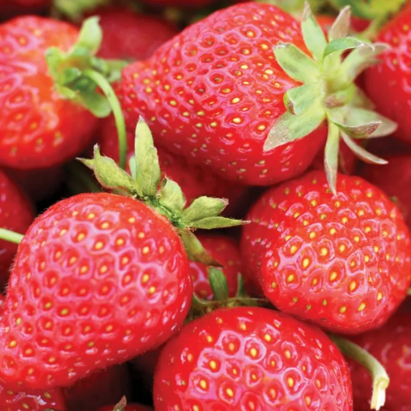 Fort Laramie Everbearing Strawberry 25 Bare Root Plants - Hardiest Everbearer Strawberry Bareroots for Planting