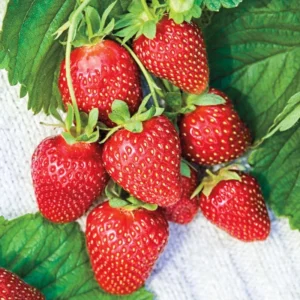 Fort Laramie Everbearing Strawberry 25 Bare Root Plants - Hardiest Everbearer Strawberry Bareroots for Planting
