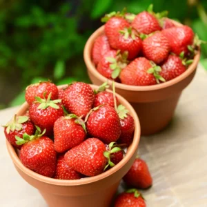 Everbearing Ozark Beauty Strawberry Plants 10 Bare Root Plants Strawberry Bareroots for Planting