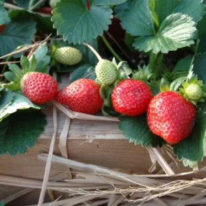 Quinalt Everbearing Strawberry 10 Bare Root Plants - Huge Fruit Size Strawberry Bareroots for Planting