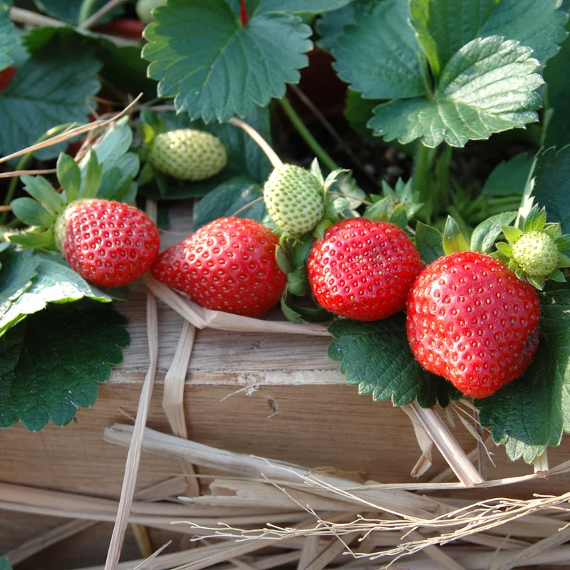 Quinalt Everbearing Strawberry 10 Bare Root Plants - Huge Fruit Size Strawberry Bareroots for Planting