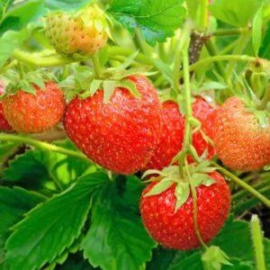 Quinalt Everbearing Strawberry 25 Bare Root Plants - Huge Fruit Size Strawberry Bareroots for Planting