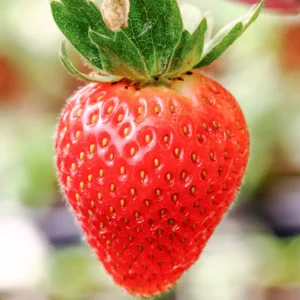 Honeoye Strawberry 25 Bare Root Plants - Extremely Hardy June-Bearing Strawberry Bareroots for Planting
