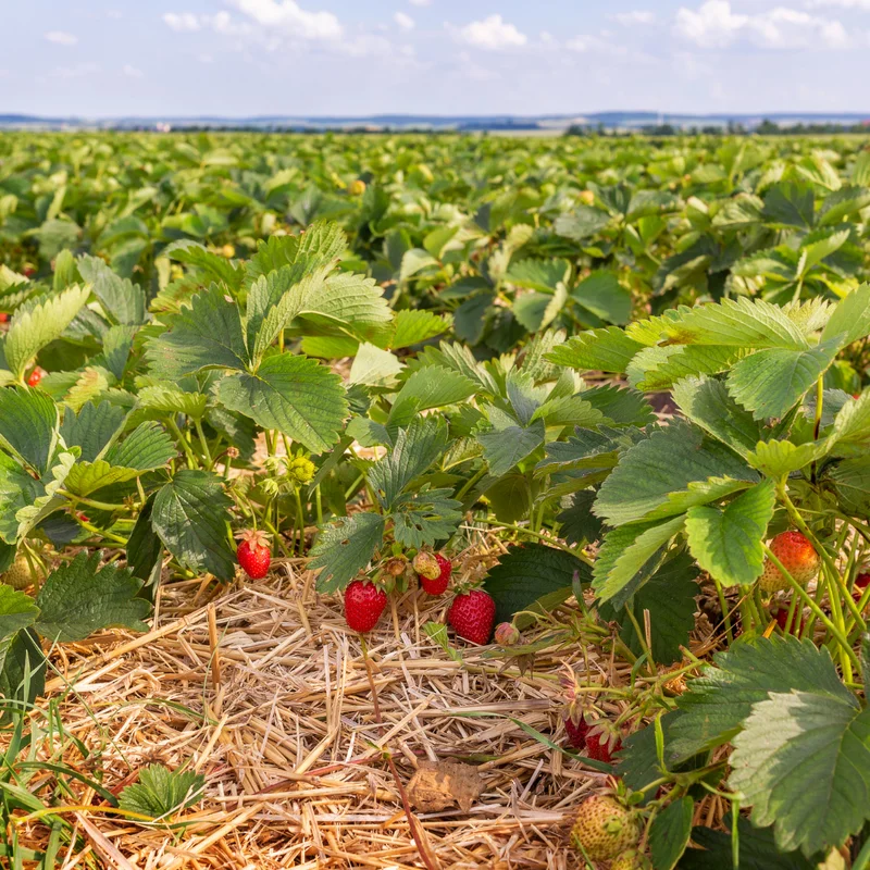 Quinalt Everbearing Strawberry 25 Bare Root Plants - Huge Fruit Size Strawberry Bareroots for Planting