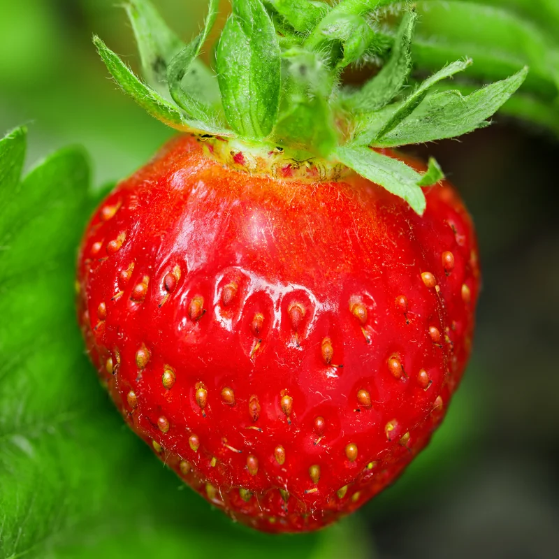 Quinalt Everbearing Strawberry 25 Bare Root Plants - Huge Fruit Size Strawberry Bareroots for Planting