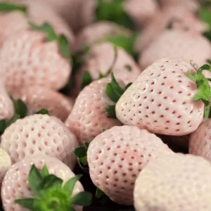 White Carolina Pineberry Plants - 10 Roots -Bareroot-Pineapple/Strawberry Flavor Strawberry Bareroots for Planting