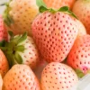 White Carolina Pineberry Plants - 50 Roots -Bareroot-Pineapple/Strawberry Flavor Strawberry Bareroots for Planting