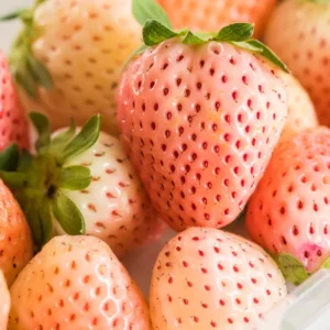 White Carolina Pineberry Plants - 50 Roots -Bareroot-Pineapple/Strawberry Flavor Strawberry Bareroots for Planting