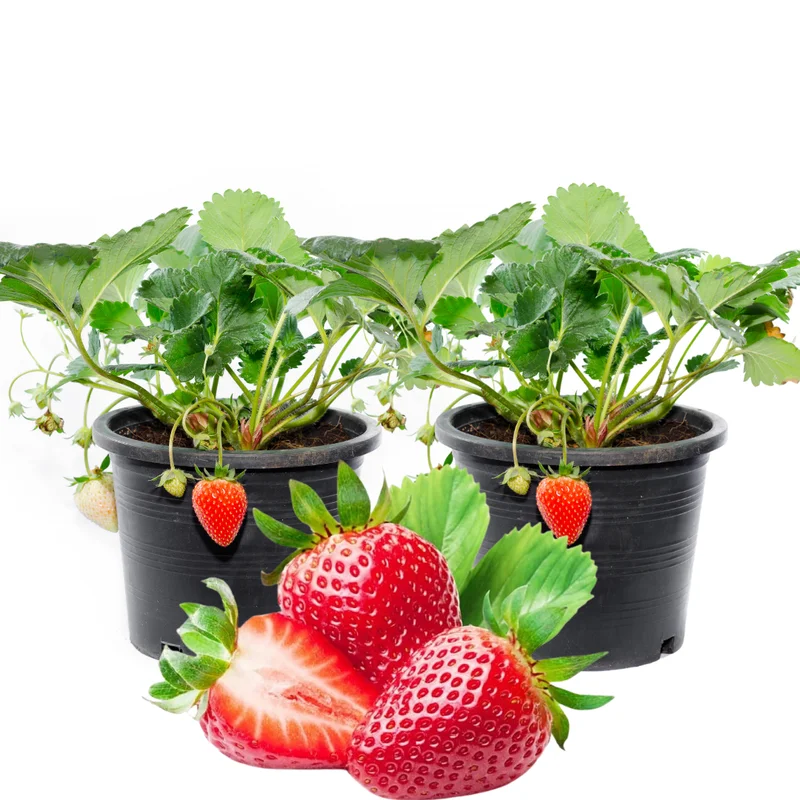 4 Ozark Beauty Strawberry Plants, 4 Inch Pot, 2 Plant Per Pot, Strawberry Plants Live for Planting, Bareroot Strawberries, Bare Root Strawberry Plants