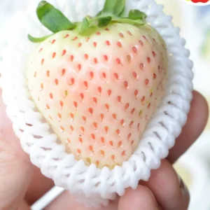 White Carolina Pineberry Plants - 10 Roots -Bareroot-Pineapple/Strawberry Flavor Strawberry Bareroots for Planting