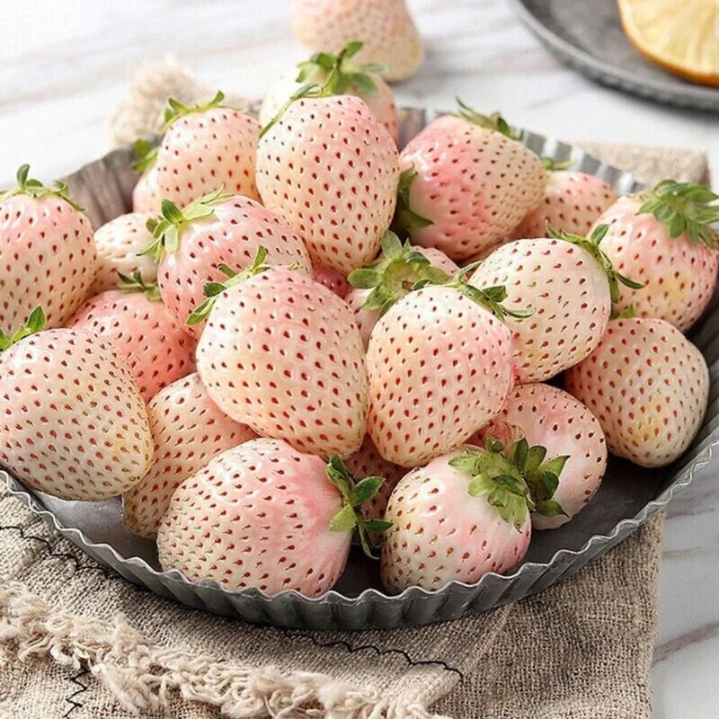 White Carolina Pineberry Plants - 10 Roots -Bareroot-Pineapple/Strawberry Flavor Strawberry Bareroots for Planting