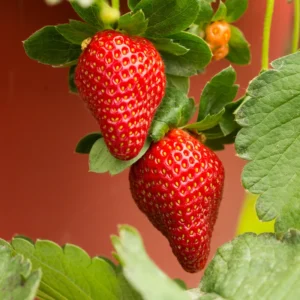 6 Ozark Beauty Strawberry Plants, 4 Inch Pot, 2 Plant Per Pot, Strawberry Plants Live for Planting, Bareroot Strawberries, Bare Root Strawberry Plants