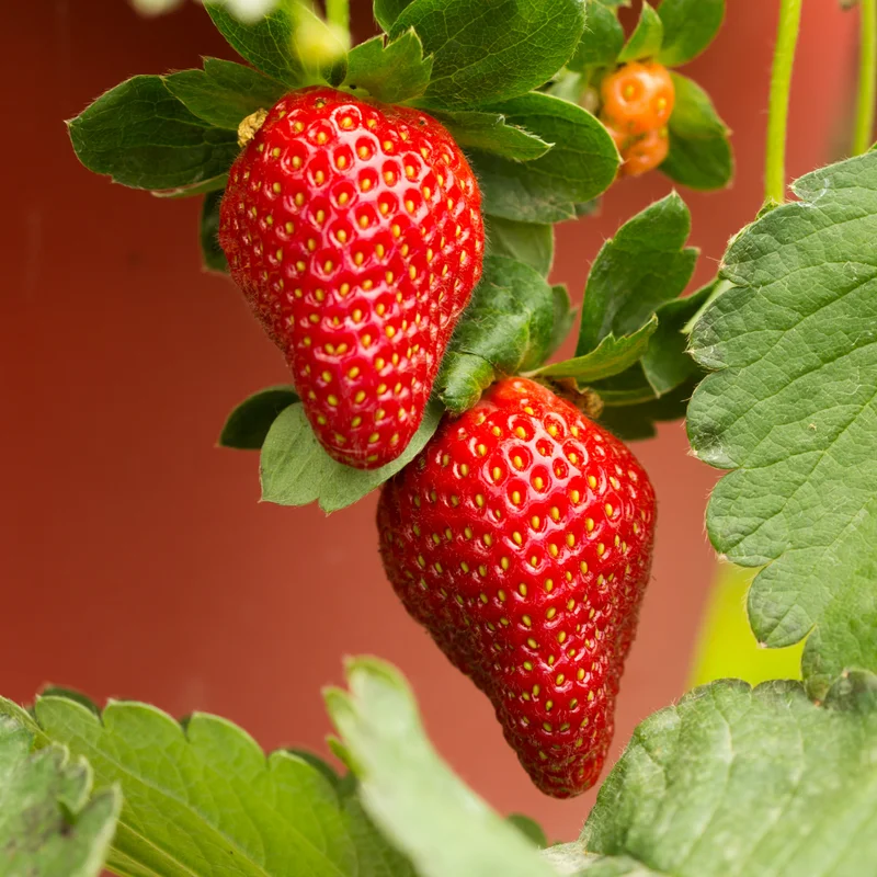6 Ozark Beauty Strawberry Plants, 4 Inch Pot, 2 Plant Per Pot, Strawberry Plants Live for Planting, Bareroot Strawberries, Bare Root Strawberry Plants