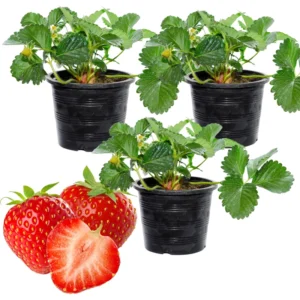 6 Ozark Beauty Strawberry Plants, 4 Inch Pot, 2 Plant Per Pot, Strawberry Plants Live for Planting, Bareroot Strawberries, Bare Root Strawberry Plants