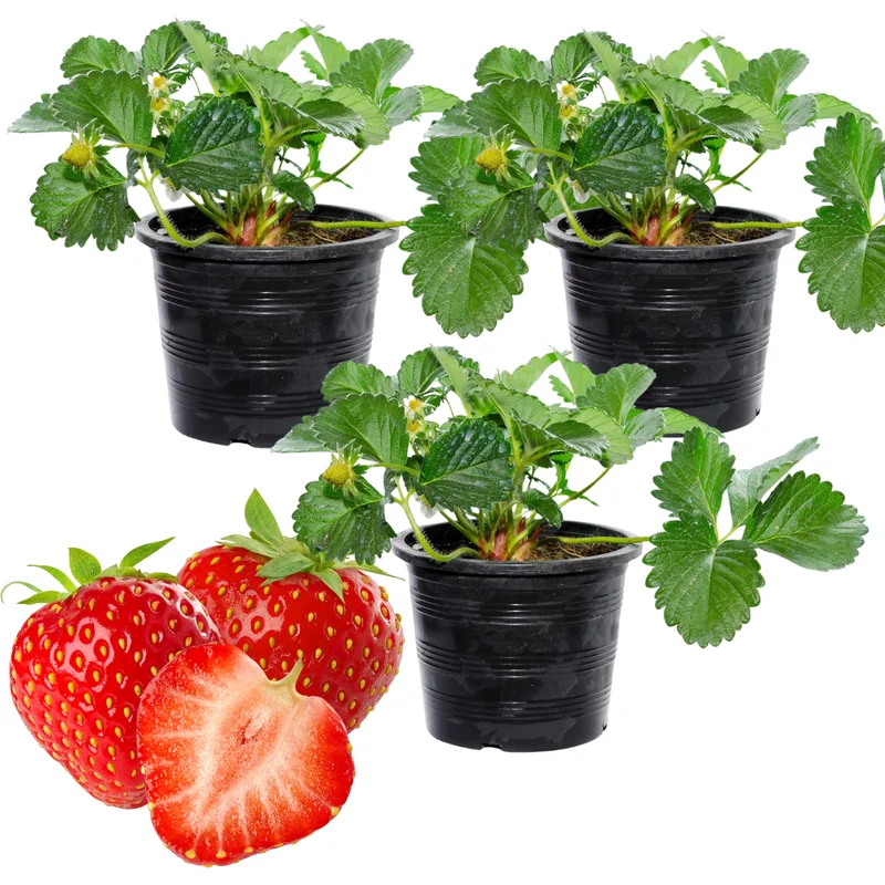 6 Ozark Beauty Strawberry Plants, 4 Inch Pot, 2 Plant Per Pot, Strawberry Plants Live for Planting, Bareroot Strawberries, Bare Root Strawberry Plants