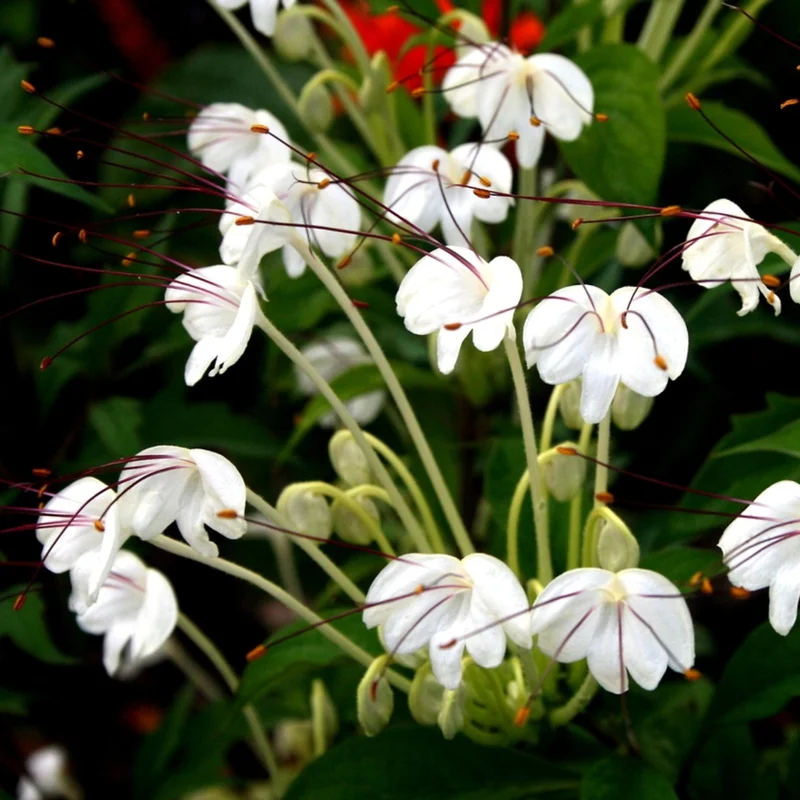 Bonsai Clerodendrum Plant Live - In 4 Inch Pot - Clerodendrum Shrub Indoors Outdoors