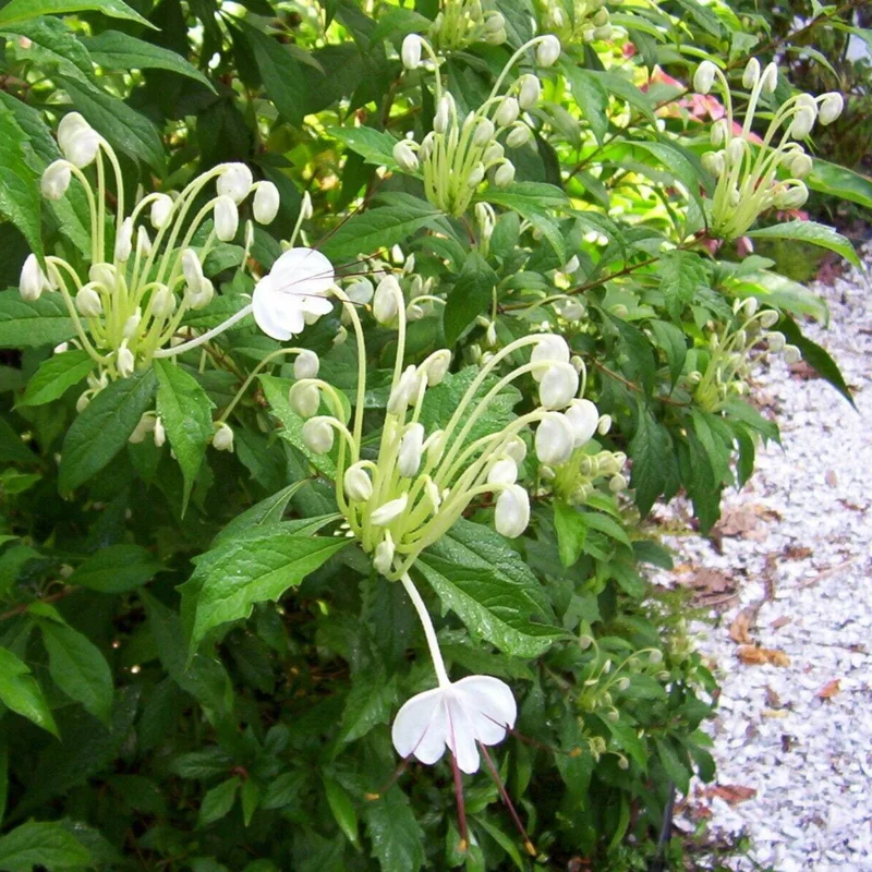 Bonsai Clerodendrum Plant Live - In 4 Inch Pot - Clerodendrum Shrub Indoors Outdoors
