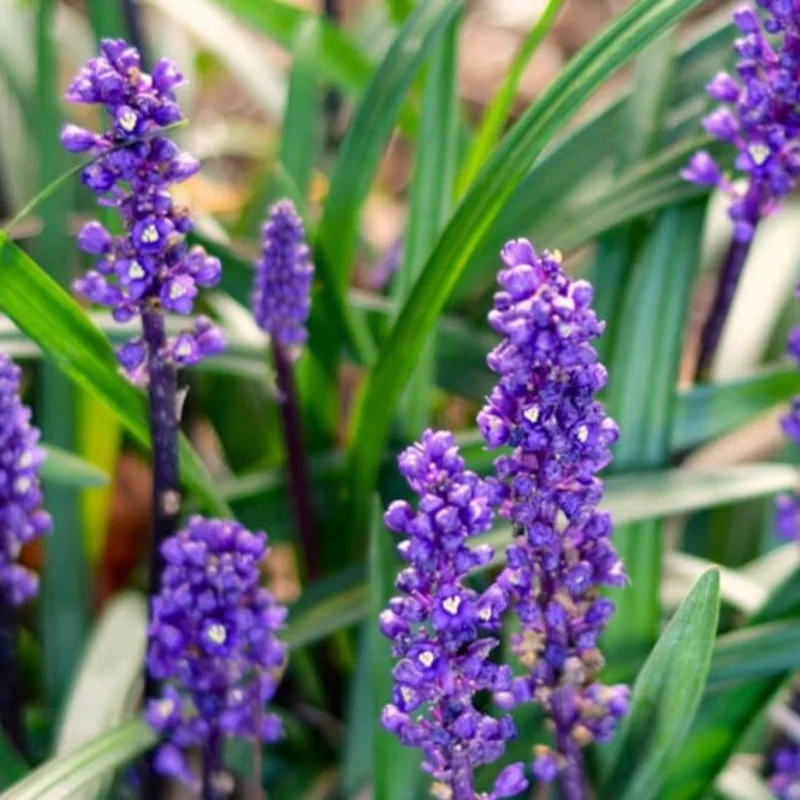 Purple Lilyturf Grass Plant Live - Liriope Muscari Plant In Gallon Pot - Ornamental Grass Groundcover