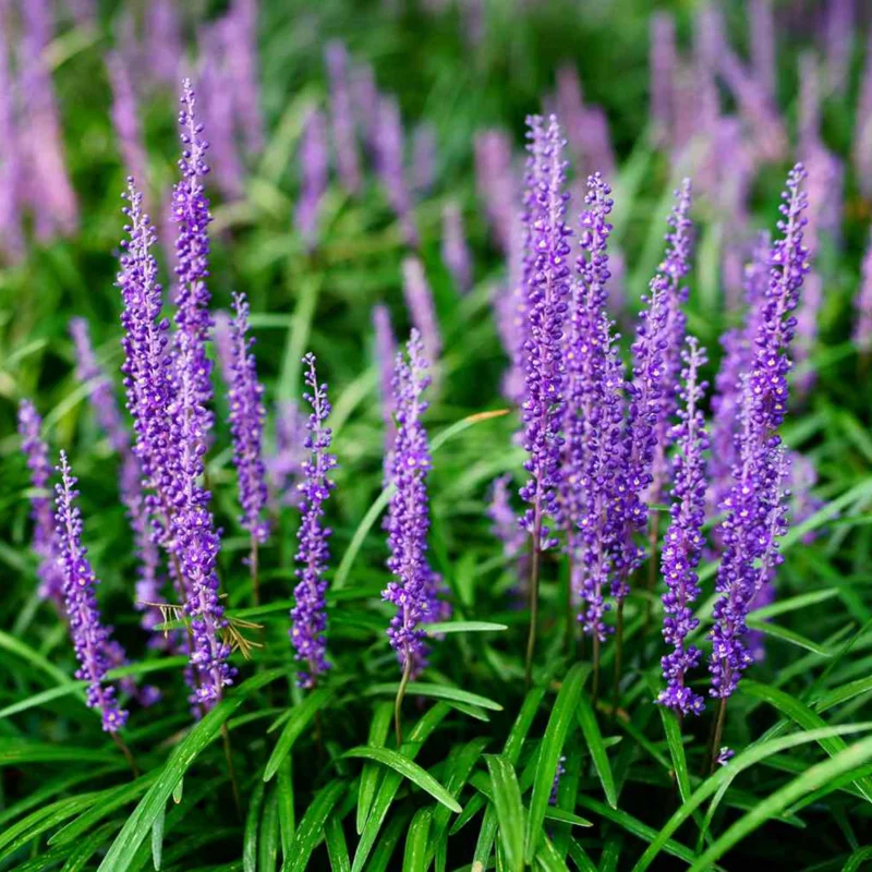 Purple Lilyturf Grass Plant Live - Liriope Muscari Plant In Gallon Pot - Ornamental Grass Groundcover