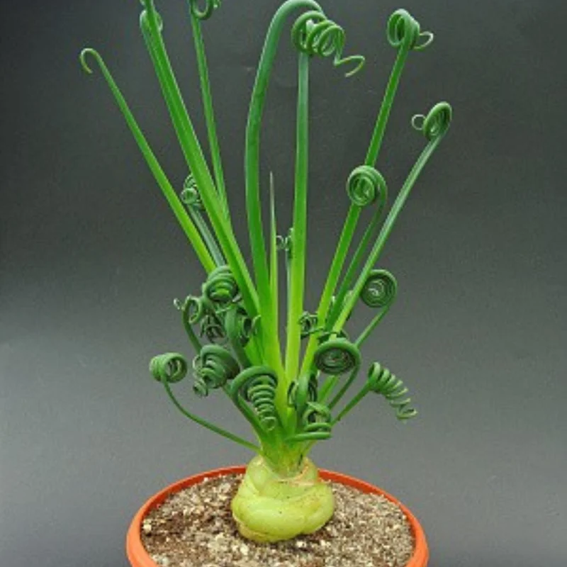 Rare Frizzle Sizzle Plant Live - Albuca Spiralis - 2 Bulbs - Succulent House Plant