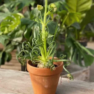 Rare Albuca Spiralis Frizzle Sizzle Live Plant - 2 Bulbs Succulent House Plant for Indoor Growing