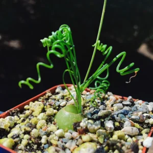 Rare Frizzle Sizzle Plant Live - Albuca Spiralis - 2 Bulbs - Succulent House Plant
