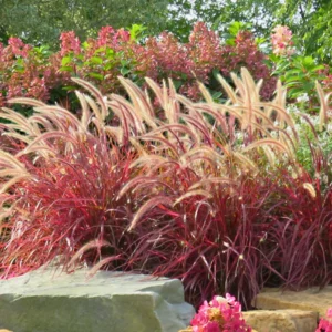 Red Fountain Grass Plant Live - Ornamental Grass Live Plant In 4 Inch Pot - Red Grass Clump