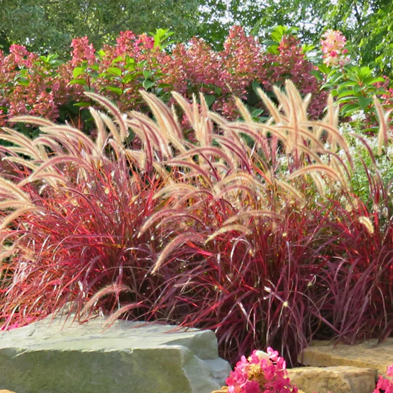 Red Fountain Grass Plant Live - Ornamental Grass Live Plant In 4 Inch Pot - Red Grass Clump