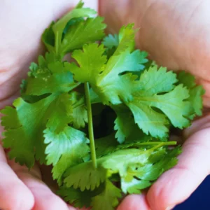 Cilantro Plants Live for Planting - 3 Healthy Cilantro Vegetable Plants (3-5 inches Tall)