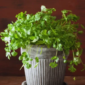 Cilantro Plants Live for Planting - 3 Healthy Cilantro Vegetable Plants (3-5 inches Tall)