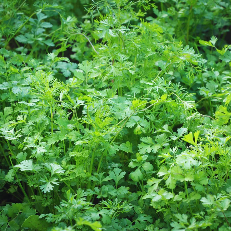 Cilantro Plants Live for Planting - 3 Healthy Cilantro Vegetable Plants (3-5 inches Tall)