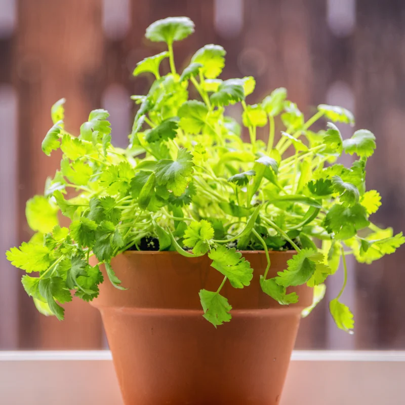 Cilantro Plants Live for Planting - 3 Healthy Cilantro Vegetable Plants (3-5 inches Tall)