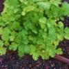 Cilantro Plants Live for Planting - 3 Healthy Cilantro Vegetable Plants (3-5 inches Tall)