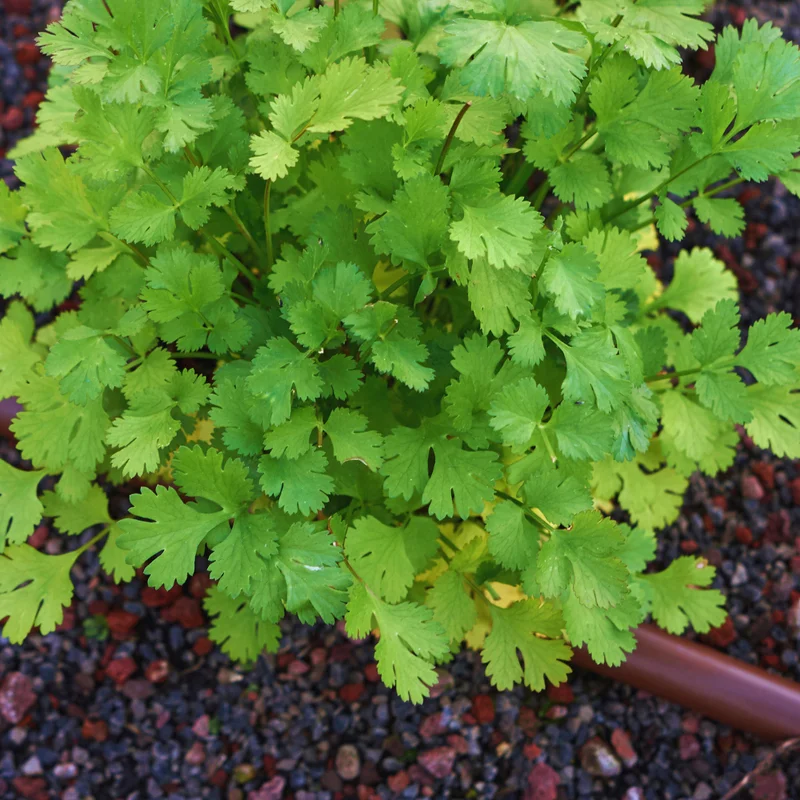 Cilantro Plants Live for Planting - 3 Healthy Cilantro Vegetable Plants (3-5 inches Tall)