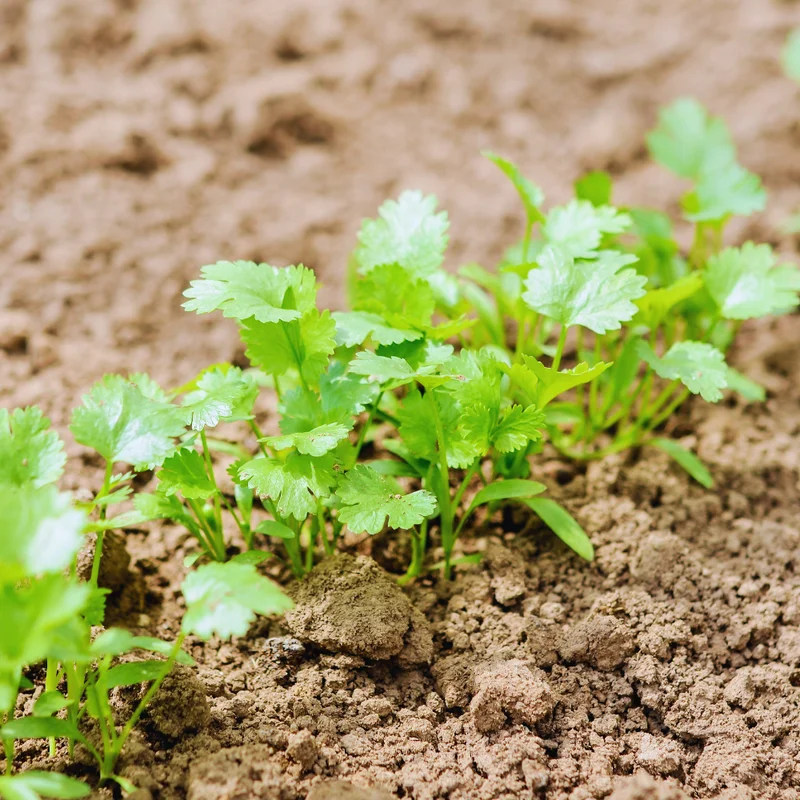 Cilantro Plants Live for Planting - 3 Healthy Cilantro Vegetable Plants (4-6 inches Tall)