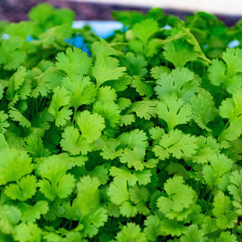 Cilantro Plants Live for Planting - 3 Healthy Cilantro Vegetable Plants (4-6 inches Tall)