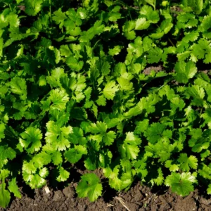 Cilantro Plants Live for Planting - 3 Healthy Cilantro Vegetable Plants (4-6 inches Tall)